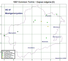 Attēlu rezultāti vaicājumam “Capua vulgana”