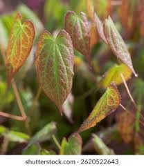 Attēlu rezultāti vaicājumam “Epimedium alpinum”