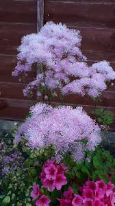 Attēlu rezultāti vaicājumam “Thalictrum aquilegifolium”