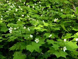 Attēlu rezultāti vaicājumam “Rubus parviflorus”