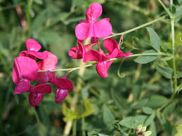 Attēlu rezultāti vaicājumam “Lathyrus tuberosus flower”