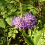 Image result for Knautia dipsacifolia
