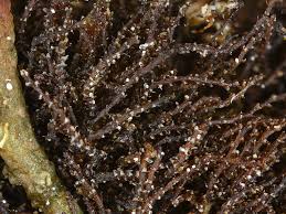 Attēlu rezultāti vaicājumam “Cephaloziella elachista macro”