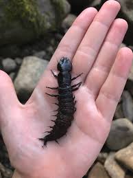 Attēlu rezultāti vaicājumam “Megaloptera”