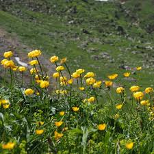 Attēlu rezultāti vaicājumam “Trollius europaeus flower”