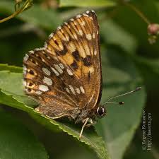 Attēlu rezultāti vaicājumam “Hamearis lucina underside”