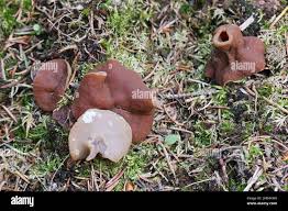 Attēlu rezultāti vaicājumam “Discina perlata”