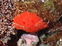 Risultati immagini per dasia smaragdina