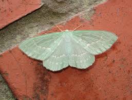 Attēlu rezultāti vaicājumam “Geometra papilionaria”