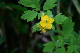 Attēlu rezultāti vaicājumam “Chelidonium majus bud”