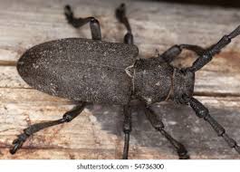 Attēlu rezultāti vaicājumam “Lamia textor”