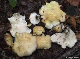 Attēlu rezultāti vaicājumam “Sidera lenis”