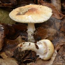 Attēlu rezultāti vaicājumam “Lepiota clypeolaria”