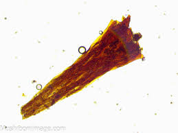 Attēlu rezultāti vaicājumam “Didymium nigripes stalked”