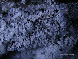 Attēlu rezultāti vaicājumam “Ceratiomyxa fruticulosa plasmodium”