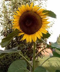 Image result for Sonnenblume