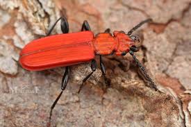 Attēlu rezultāti vaicājumam “Cucujus cinnaberinus larva”