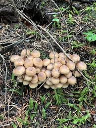 Attēlu rezultāti vaicājumam “Collybia sp.”