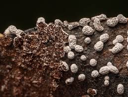 Attēlu rezultāti vaicājumam “Stemonitopsis aequalis var. microspora macro”