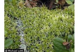 Attēlu rezultāti vaicājumam “Sphagnum fimbriatum”