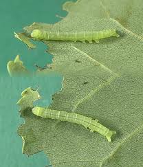 Attēlu rezultāti vaicājumam “Colobochyla salicalis”