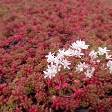Image result for Sedum album `Coral Carpet`