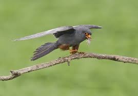 Attēlu rezultāti vaicājumam “Falco vespertinus adult”