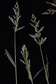 Attēlu rezultāti vaicājumam “Polypogon tentacularius”