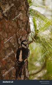 Attēlu rezultāti vaicājumam “Dendrocopos major female”