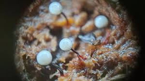 Attēlu rezultāti vaicājumam “Cribraria ferruginea stalked”