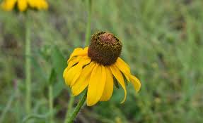 Attēlu rezultāti vaicājumam “Rudbeckia hirta var. pulcherrima flower”