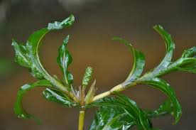 Attēlu rezultāti vaicājumam “Potamogeton praelongus”