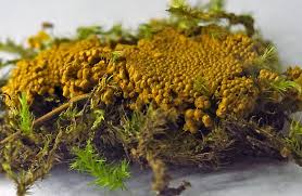 Attēlu rezultāti vaicājumam “Oligonema sp.”