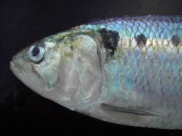 Image result for Alosa fallax