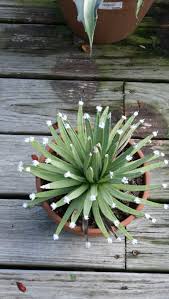 Attēlu rezultāti vaicājumam “Badhamia capsulifera var. arborea sessile”