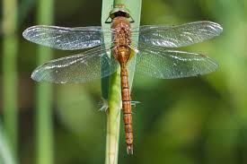 Attēlu rezultāti vaicājumam “Aeshna isoceles”