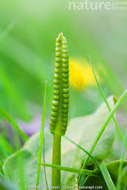 Attēlu rezultāti vaicājumam “Ophioglossum vulgatum”