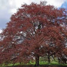 Attēlu rezultāti vaicājumam “Fagus sylvatica fo. laciniata bud”