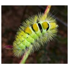 Attēlu rezultāti vaicājumam “Clostera curtula”