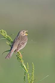 Image result for Emberiza calandra