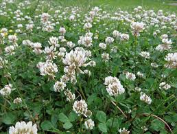 Attēlu rezultāti vaicājumam “Oenothera rubricauli leaf”