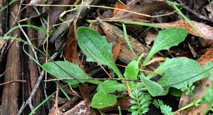 Attēlu rezultāti vaicājumam “Plantago uniflora leaf”