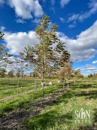 Attēlu rezultāti vaicājumam “Gymnocladus dioicus”