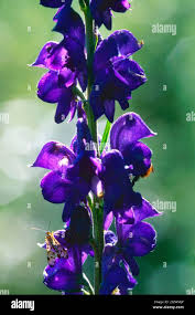 Image result for Eisenhut