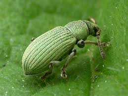 Attēlu rezultāti vaicājumam “Phyllobius”