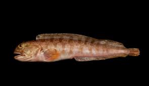 Image result for Anarhichas denticulatus