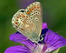 Attēlu rezultāti vaicājumam “Aricia artaxerxes”