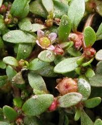 Attēlu rezultāti vaicājumam “Elatine hydropiper leaf”