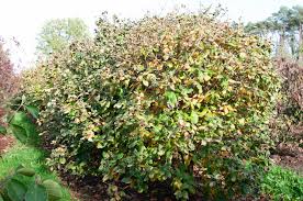 Attēlu rezultāti vaicājumam “Viburnum lantana”