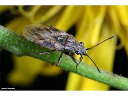 Attēlu rezultāti vaicājumam “Nithecus jacobaeae”